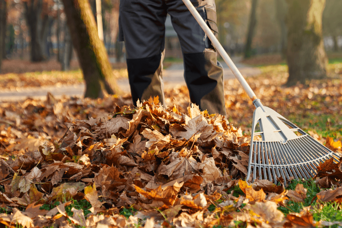 Leaf Removal in Cary example 3