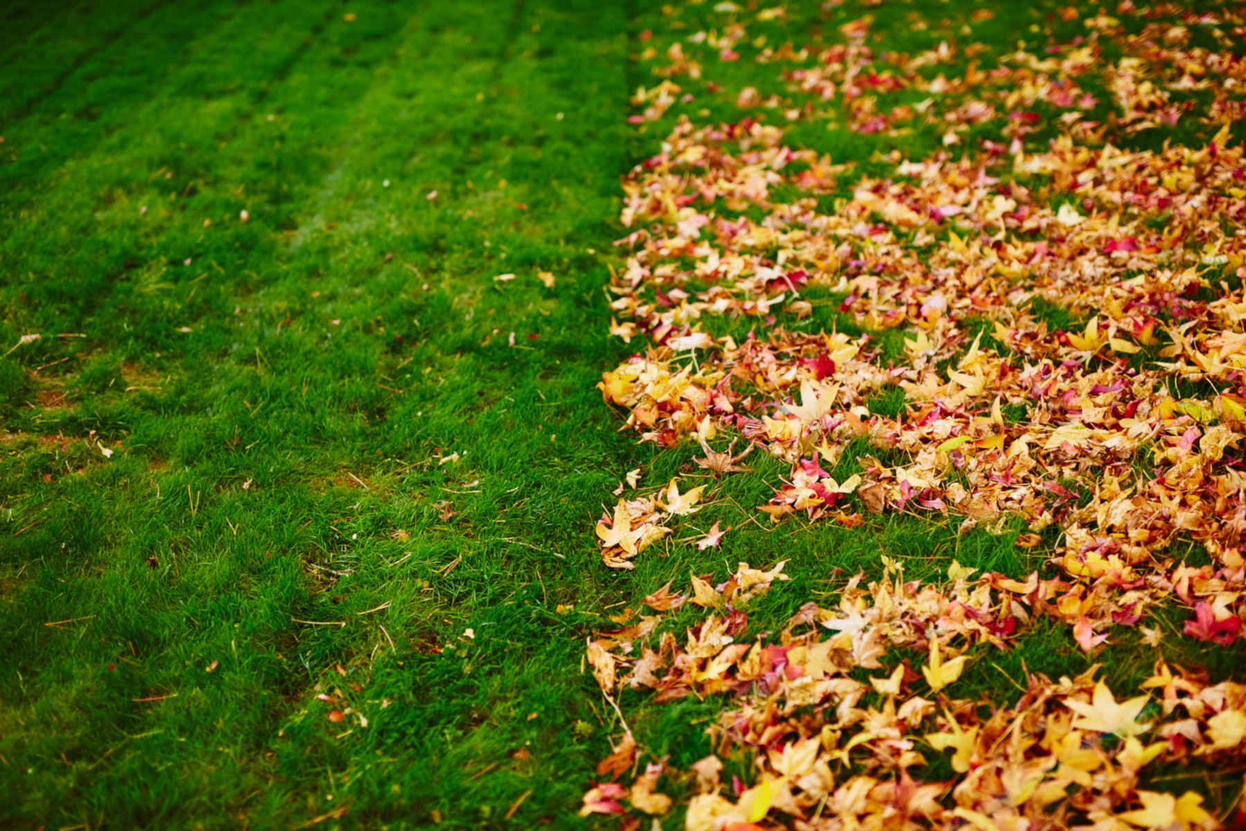 Leaf Removal in Cary example 6