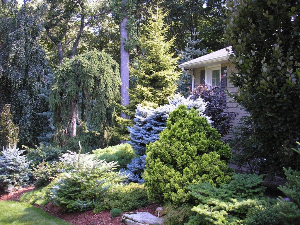 Tree & Shrub Planting in Cary example 2