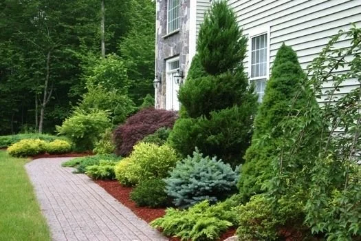 Tree & Shrub Planting in Cary example 9