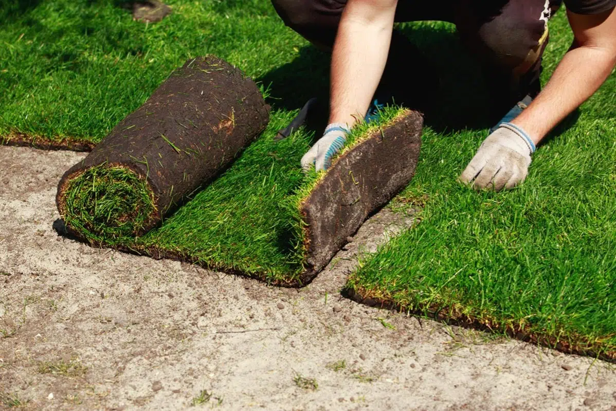 Sod Installation in Cary example 5